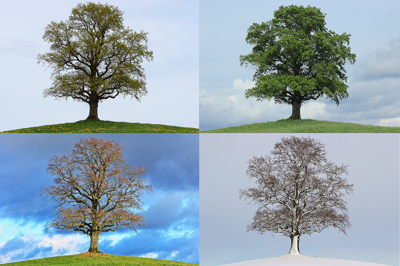 A collage of four images. Each image is a photo of the same tree, taken at different times of the year. The upper left image is Spring. The leaves are just starting to bud. The upper right image is Summer. The leaves are full and lush. The lower left image is Autumn. The leaves have changed color and are red, orange, and brown. The lower right image is Winter. The tree is bare and the branches and ground are covered with snow.