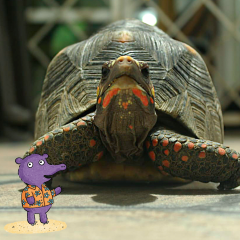 A picture of a box turtle.