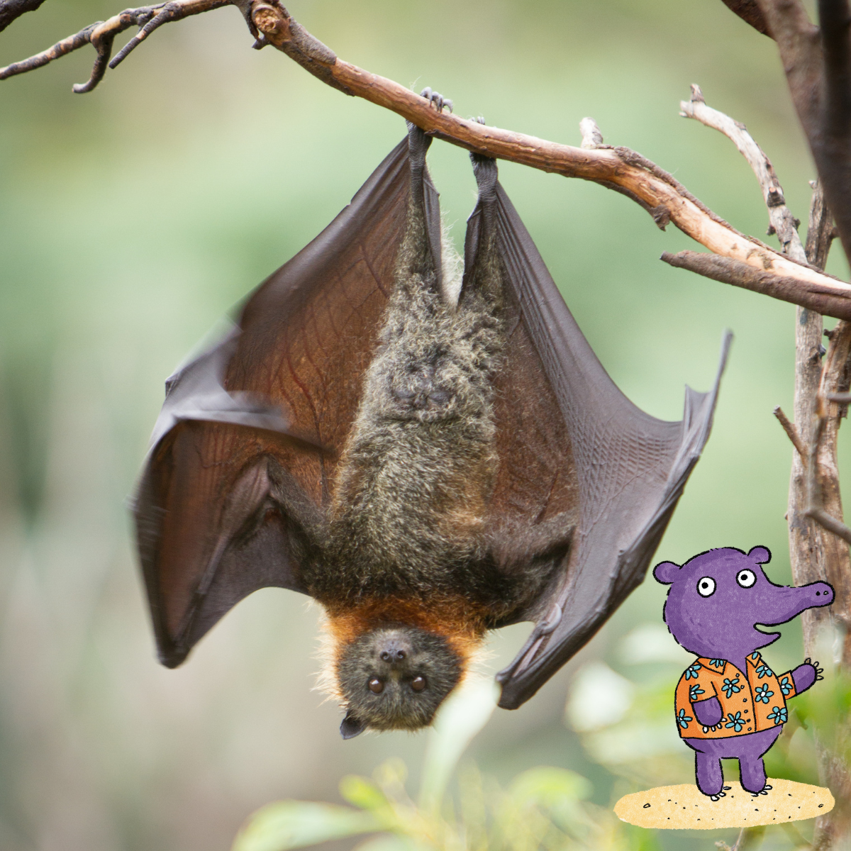 A bat hanging upside down from a branch.